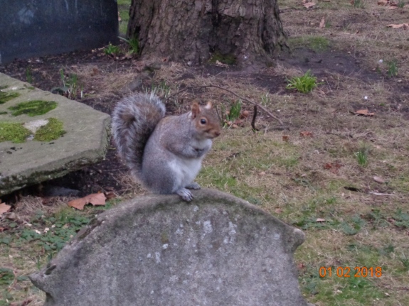 Grey squirrel in Bunhill Fields cemetery. © M Herring, 2016